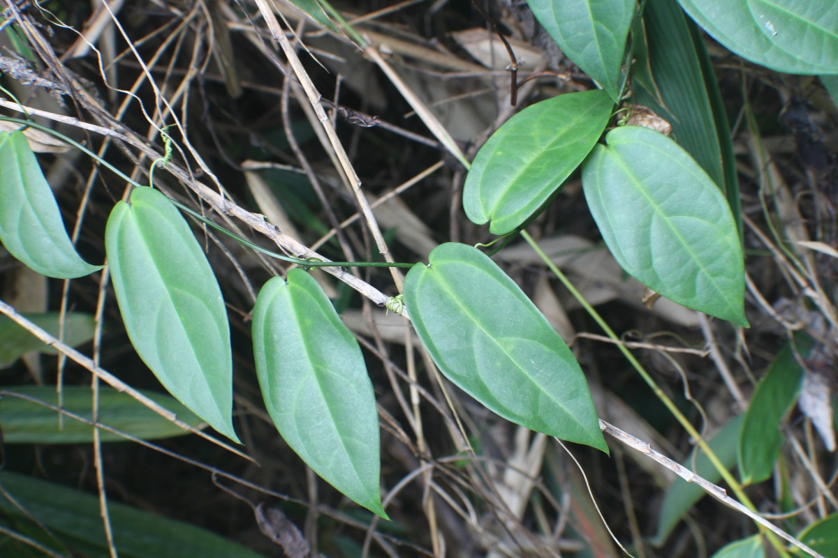 Zanonia indica L.